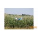 Multiplex BK FunCub NG Green