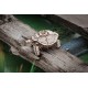 EWA Turtle Mechanical kit 3D Puzzle