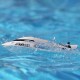 Pro Boat Jet Jam V2 12" Self-Righting Pool Racer Brushed RTR, Branco
